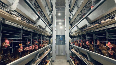 “無抗時(shí)代”對養(yǎng)殖場設(shè)備提出了哪些要求？